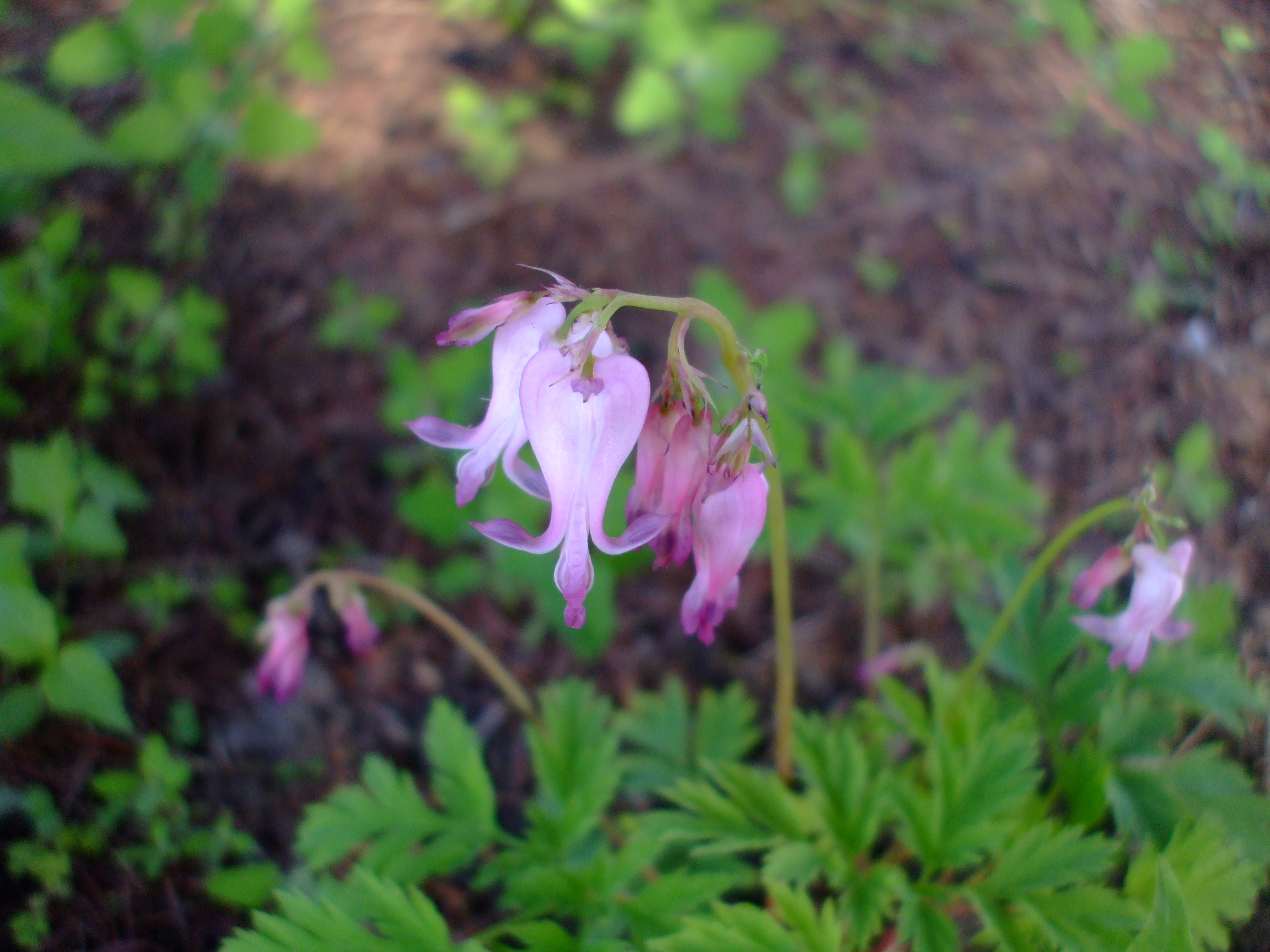 Dicentra eximia